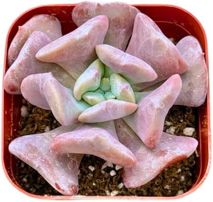 2" Echeveria Cubic Frost Unique Succulents Plants Live, Live Starter Succulent Plants, Easy Care House Plants Rooted in Succulent Soil Mix, by The Succulent Cult