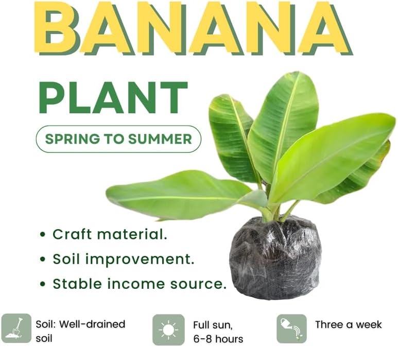 Grand Nain Banana Plant Live, 4-6" Tall Well-Rooted for Indoor Tropical Displays, Cold Hardy Banana Fruit Tree