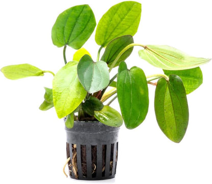 SubstrateSource Live Plants - Echinodorus ‘Horizontalis Variegated’ - Moderate to High Light, Green Variegated Accent, Midground to Background, Freshwater Aquatic Plant - Pot