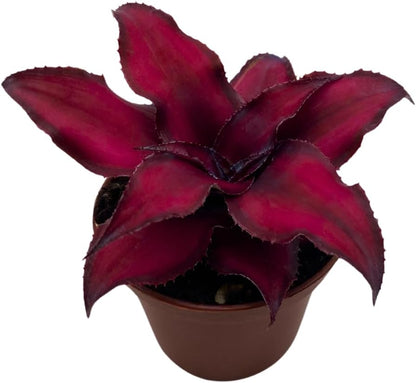 BubbleBlooms Cryptanthus Bivittatus in a 2 inch Pot Earth Star Bromeliad, Tiny Mini Pixie Plant, Dark Red