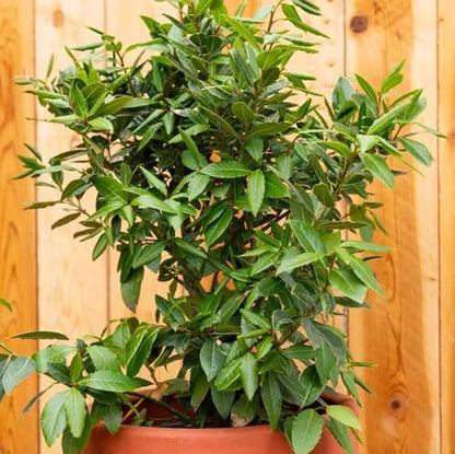 Mediterranean Bay Leaf, Bay Laurel Live Plant. Standard Variety - Laurus Nobilis. Live Plant. Fragrant, Fresh, Edible. Best for Ground Planting Outdoor. (4 Bay Laurel Plants in Cup)