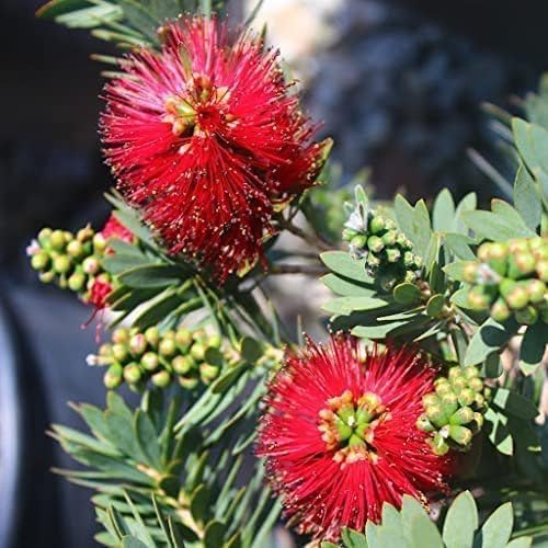 Little John Dwarf Bottlebrush | 30 Live Plants | Callistemon | Compact Blooming Shrub | Attracts Hummingbirds and Butterflies