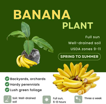 Dwarf Cavendish Banana Plant Live, 4-6" Tall Well-Rooted for Indoor Tropical Displays, Cold Hardy Banana Fruit Tree
