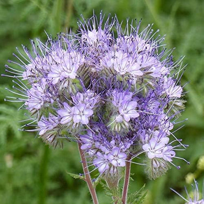 Outsidepride Lacy Phacelia Seeds for Planting - 1 Lb. Annual, Drought-Tolerant Wildflower Seeds with Light Violet Flowers, Ideal for Pollinator Gardens, Erosion Control, & Attracts Bees & Butterflies