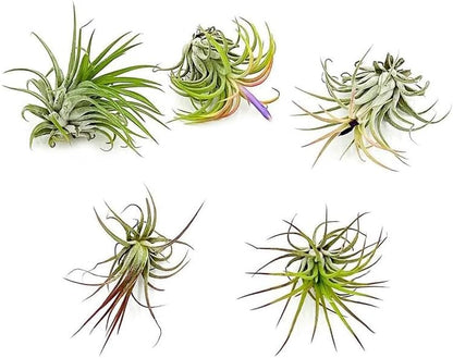 ragnaroc Air Plants - Tillandsia Ionantha Pack, Regular 1-3" - 5ct - Live Arrival Guaranteed - House Plants for Home Decor & Gift