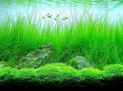 Aquarium Plants Discounts Potted Tall Hairgrass by AquaLeaf Aquatics - Easy Aquatic Live Plant- (Potted Tall Hairgrass, 3 Pack)