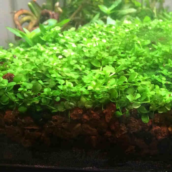 Foreground Potted Live Aquarium Plants | Freshwater Aquatic Plants for Aquariums (Potted Monte Carlo)