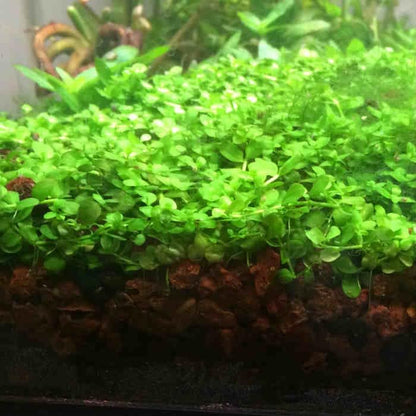 Foreground Potted Live Aquarium Plants | Freshwater Aquatic Plants for Aquariums (Potted Monte Carlo)