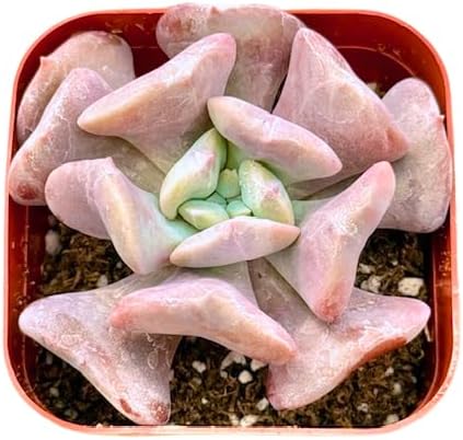 2" Echeveria Cubic Frost Unique Succulents Plants Live, Live Starter Succulent Plants, Easy Care House Plants Rooted in Succulent Soil Mix, by The Succulent Cult