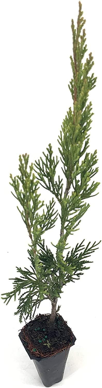 Spartan Juniper | 40 Live Trees | Juniperus Chinensis | Evergreen Privacy Screening Plant