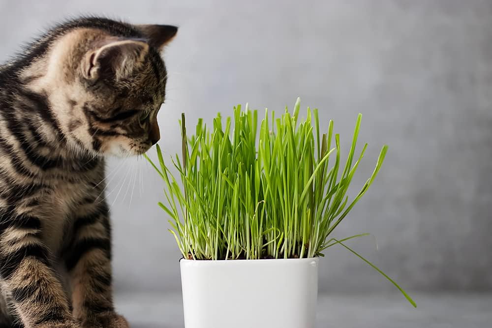 Cat Grass Seeds for Growing | 4 Way Blend, Rye, Wheat, Oats and Barley | Made in USA, Ships from Iowa. (10 Pounds)