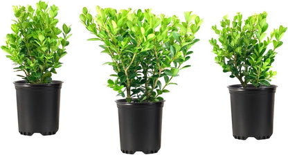 Wintergreen Boxwood | 10 Quart Size Plants | Buxus Microphylla | Evergreen Shrub, Dense Foliage, Formal Garden, Low Maintenance, Privacy Hedge, Year-Round Interest, Landscaping Shrub