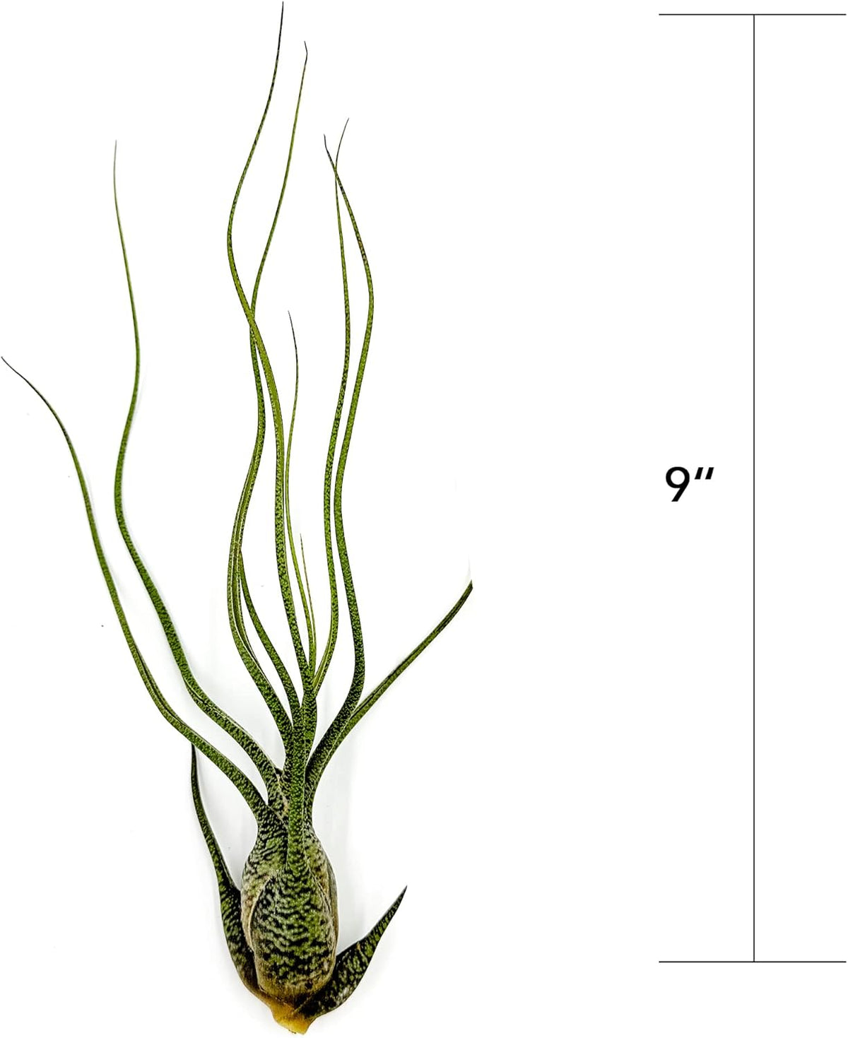 ragnaroc Live Air Plants - Tillandsia Butzii, Jumbo 7-9" - 2ct - Live Arrival Guaranteed - House Plants for Home Decor & Gift