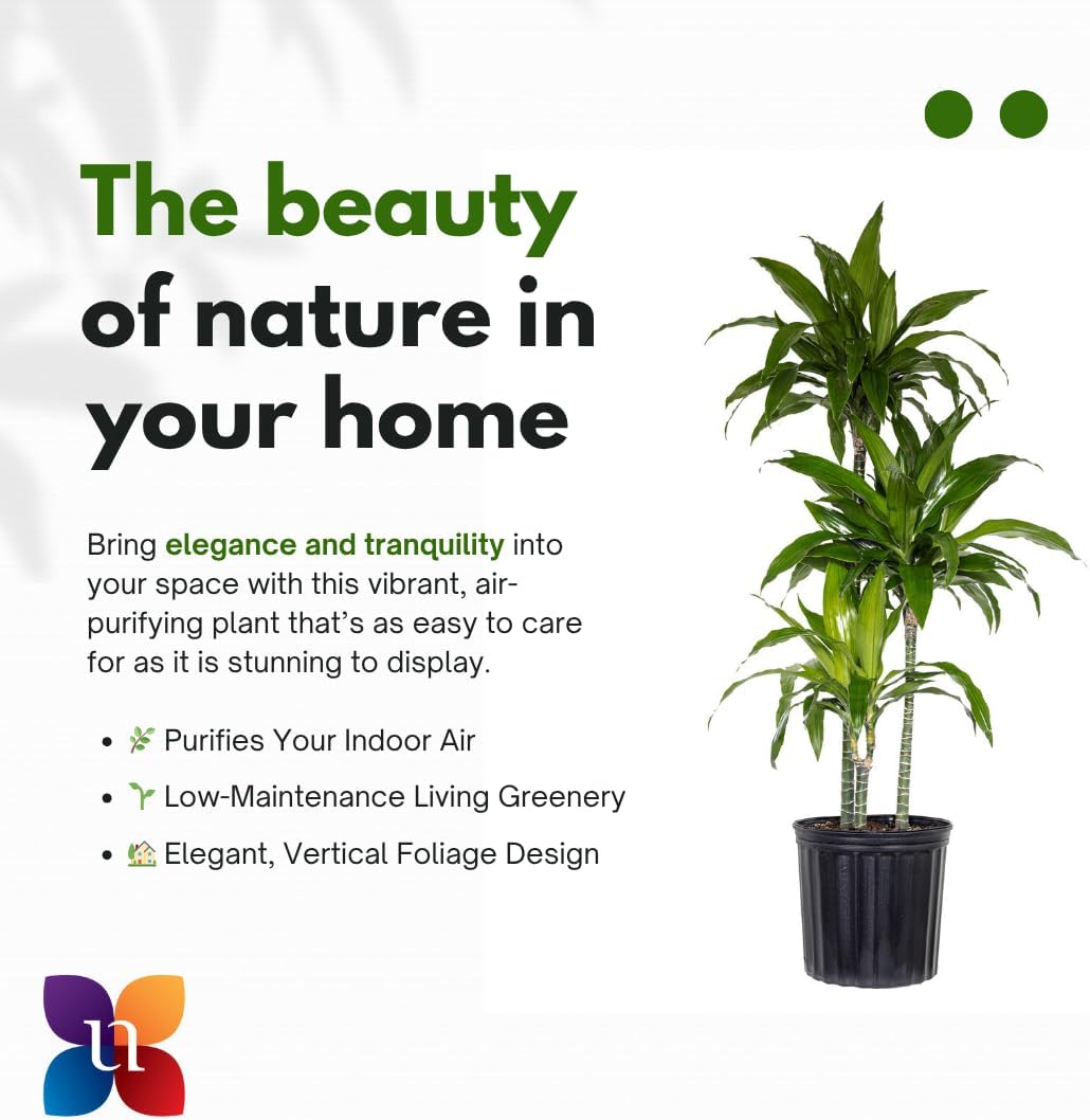 United Nursery Dracaena Janet Craig – Tall Indoor Plant in 10” Grower Pot – 38–42 Inches Tall – Air-Purifying, Low-Light Tropical Houseplant – Easy-Care Green Foliage for Home or Office Decor