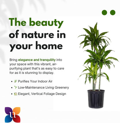 United Nursery Dracaena Janet Craig – Tall Indoor Plant in 10” Grower Pot – 38–42 Inches Tall – Air-Purifying, Low-Light Tropical Houseplant – Easy-Care Green Foliage for Home or Office Decor