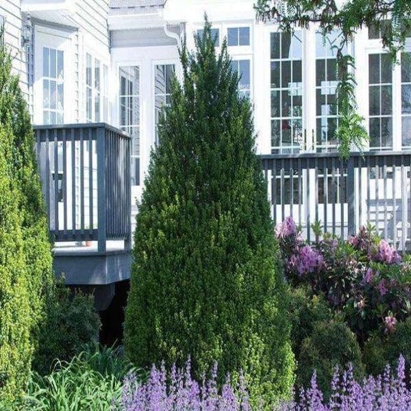 Steeds Holly I 3 Live Plants I Upright Ilex Crenata | Upright Evergreen Shrub for Privacy Screens, Hedges, and Ornamental Landscaping