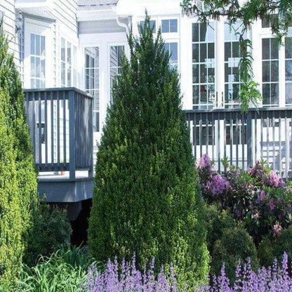 Steeds Holly I 3 Live Plants I Upright Ilex Crenata | Upright Evergreen Shrub for Privacy Screens, Hedges, and Ornamental Landscaping