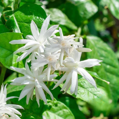 Jasmine Plant, Fragrant Jasmine Flower Vine 4-8 Inches Well Rooted for Container, Hanging Basket Growing (Common)