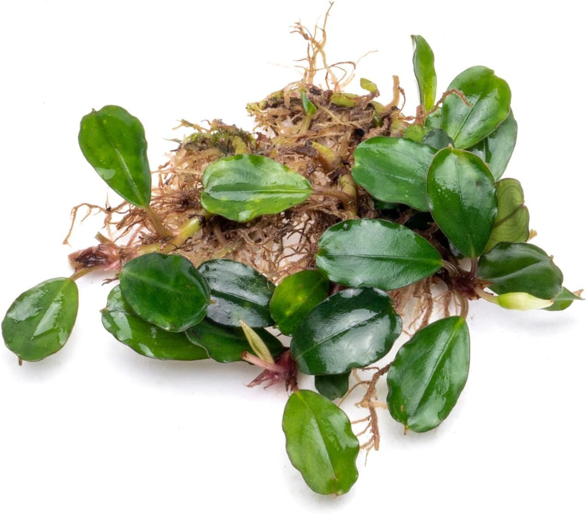 SubstrateSource Bucephalandra Brownie Athena Live Aquarium Plant - Natural Freshwater Fish Tank Decorations, Aquatic Décor - Plant (10-15 Leaves)