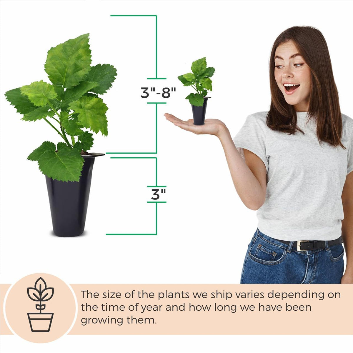 BlackBerry Plant Kiowa (4 Pack) | Live Fruit Plant for Planting | Extra-Large, Juicy & Sweet Berries | Thorny & High-Yielding Variety | Perfect for Fresh Eating, Jams & Organic Gardening