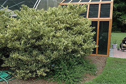 Ligustrum Japonicum Jack Frost Privet - 50 Live Plants - Variegated Evergreen Hedge
