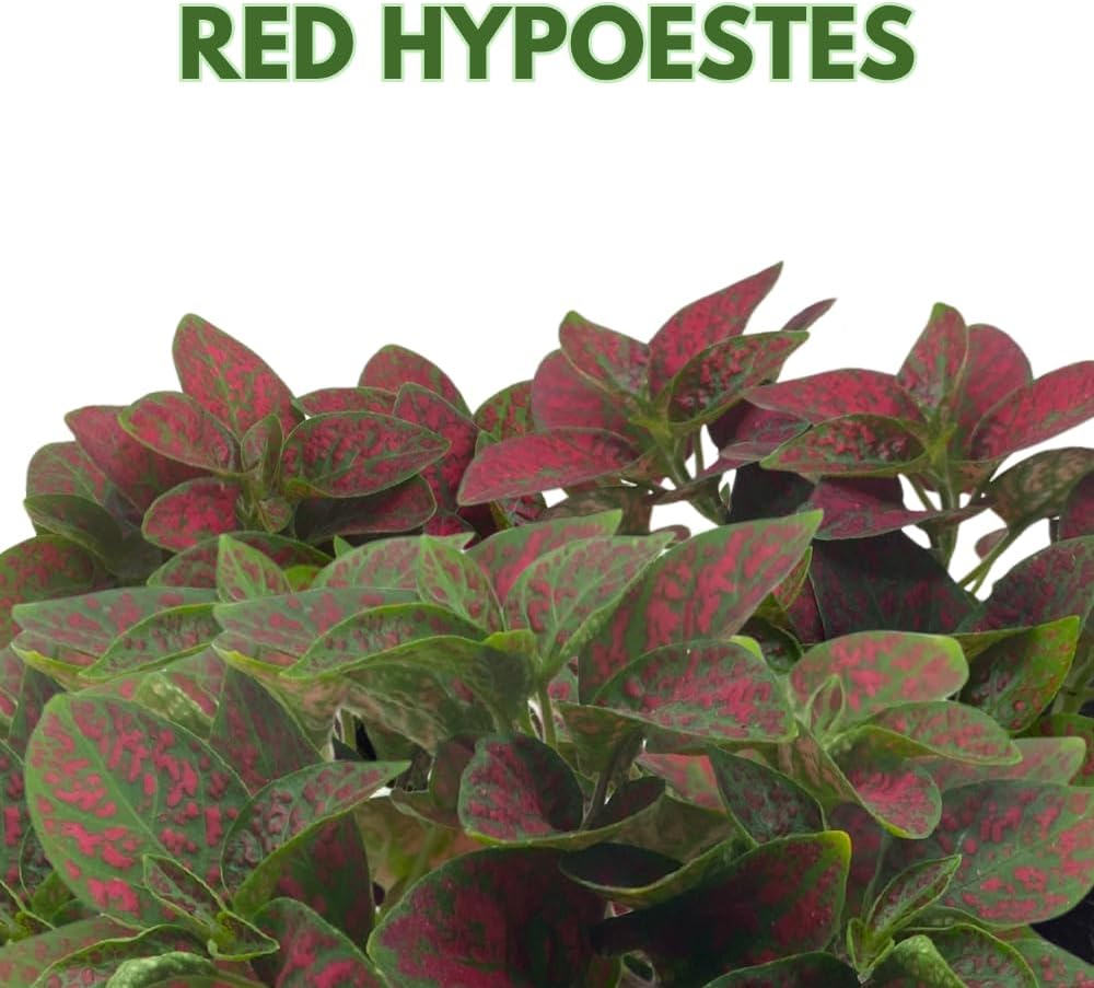 BubbleBlooms Red Hypoestes phyllostachya 2 inch Set of 3 Flamingo Polka Dot Plant Tiny Mini Pixie Plants