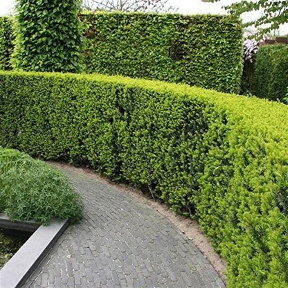 Podocarpus Japanese Yew | 1 Extra Large 3 Gallon Plant | Podocarpus Macrophyllus | Evergreen Shrub, Low Maintenance, Drought Tolerant, Privacy Screen Landscaping, Fast Growing, Ornamental Foliage