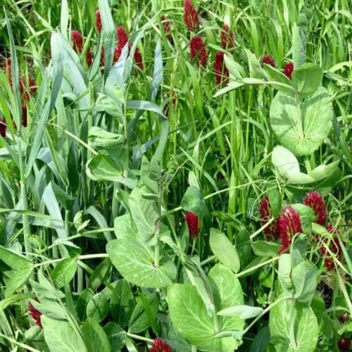 Outsidepride Gardenway Cover Crop Seeds - 25 lbs Nutrient-Rich Seed Mix for Soil Health Improvement & Home Gardens - Mixture of Triticale, Peas, Oats, Vetch, Annual Ryegrass, Crimson Clover