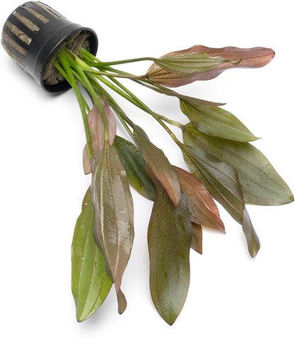 SubstrateSource Echinodorus Rose Sword Live Plant for Freshwater Aquariums, Natural Fish Tank Decorations, and Aquatic Decor (1 Pot (2-3 Plants))