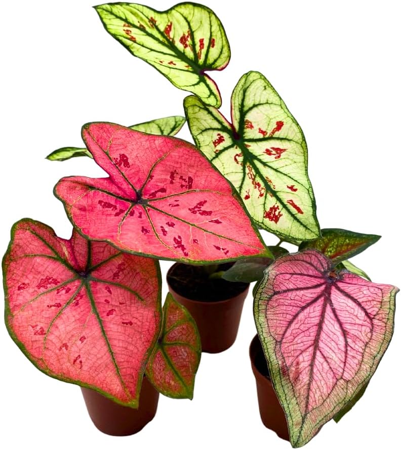 BubbleBlooms Caladium Assortment in 2 inch Pots Set of 3