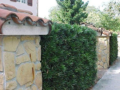 Podocarpus Japanese Yew | 1 Extra Large 3 Gallon Plant | Podocarpus Macrophyllus | Evergreen Shrub, Low Maintenance, Drought Tolerant, Privacy Screen Landscaping, Fast Growing, Ornamental Foliage