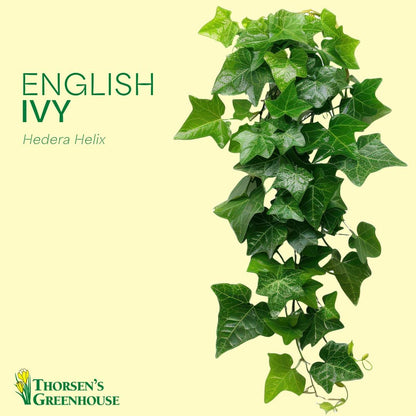Thorsen's Greenhouse Live Green English Ivy Plant, Hedera Helix, Natural Air Purifier, Easy to Grow, Live Indoor Houseplant, 4" Diameter Pot (Brushed Silver)