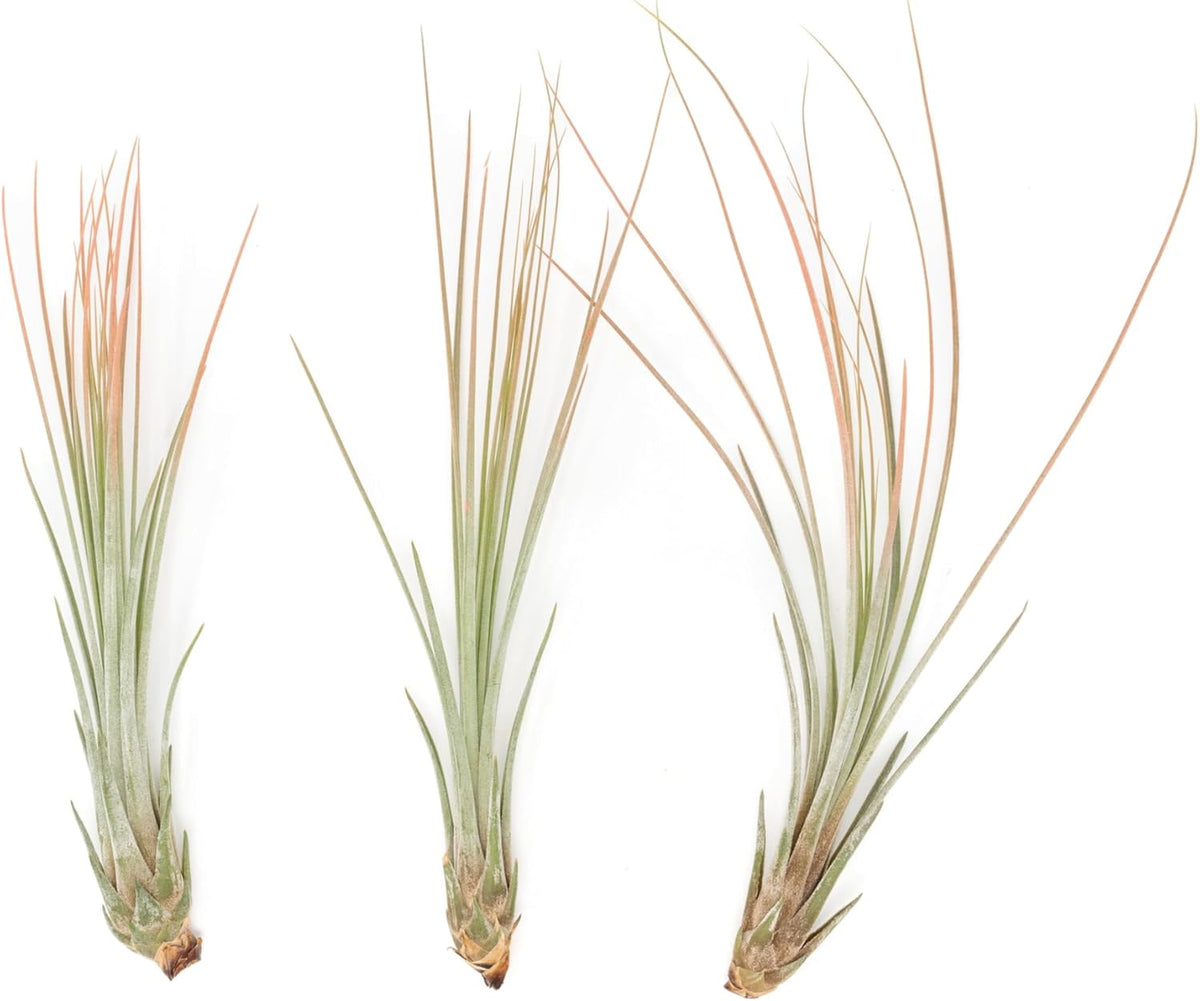 Coral Colorful Tillandsia Air Plants - Long Lasting Color Enhanced Live Tillandsia Succulent House Plants - Home and Garden Decor - Easy Care Indoor/Outdoor Plants (Juncea, Single)