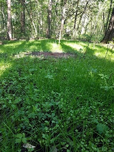 Shady Patch | All Year Deer Feeder | No Plow Food Plot Seed for Deer | Deer Food Plot Seed | White Clover Winfred Forage Brassica Rye Grass Rape Seeds | Plants 1/4 Acre | 5 lb Bag