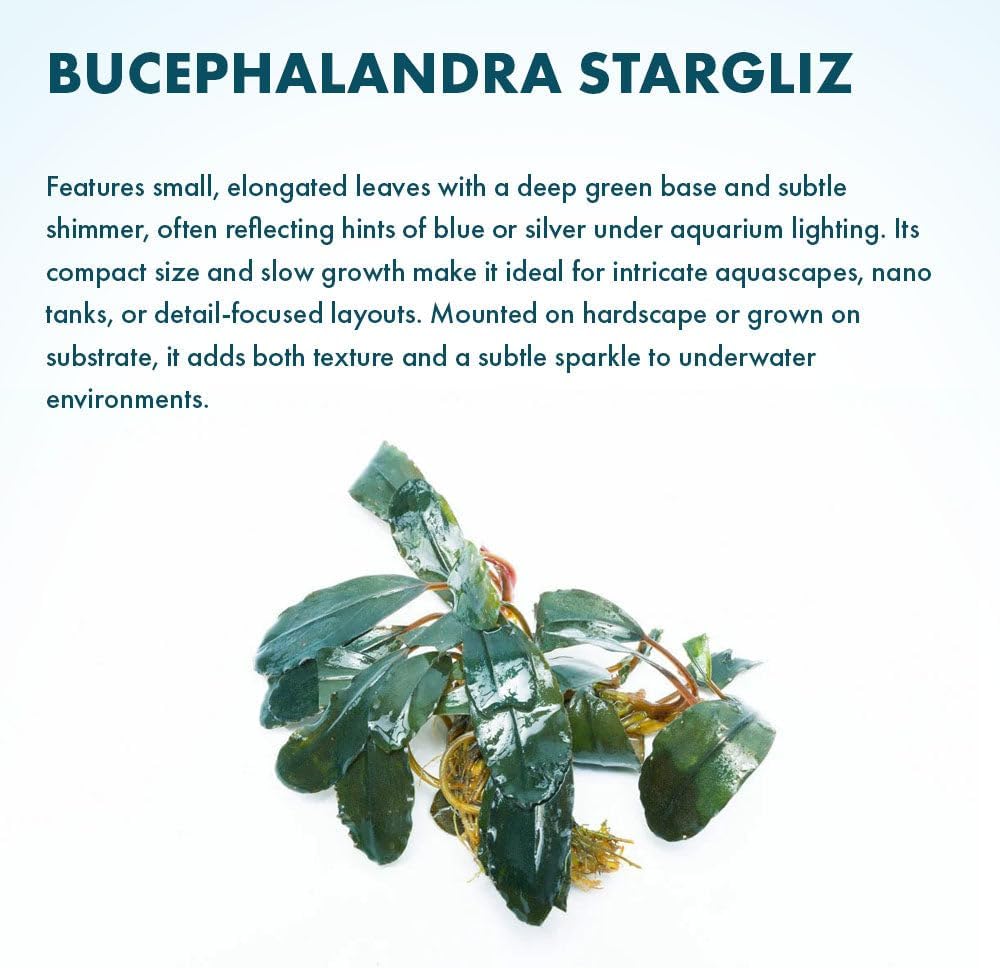 SubstrateSource Live Plants - Starglitz Buce (Bucephalandra sp.) - Low to Medium Light, Dark Green Iridescent Accent Freshwater Aquatic Rhizome Plant, Foreground to Midground Placement - Loose, 1 Pack