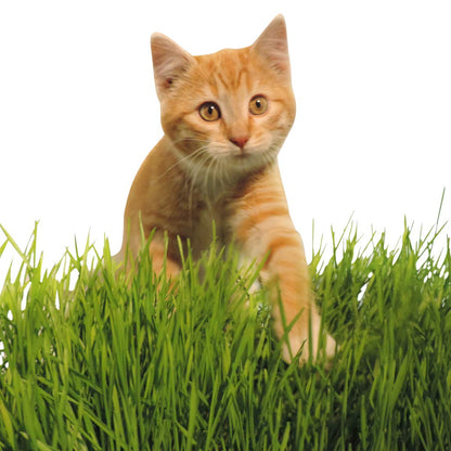 Non-GMO, Thunder Acres Premium Wheat Seed, Cat Grass Seed, Wheatgrass, Hard Red Winter Wheat (5 lbs.)