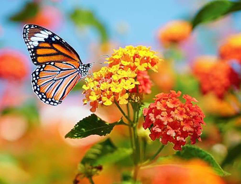 Blood Flower Milkweed Seeds - Food and Host Plant for Monarch Butterflies…