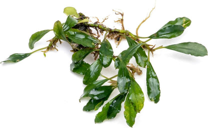 SubstrateSource Bucephalandra Black Tears Live Aquarium Plant - Natural Freshwater Fish Tank Decorations, Aquatic Décor - Plant (10-15 Leaves)