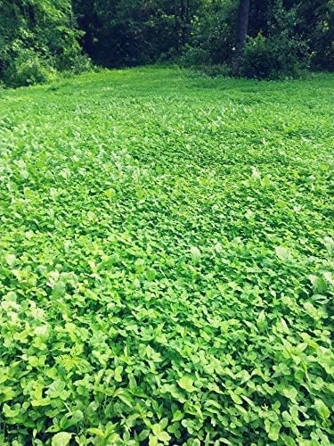 Pure Whitetail Clover/Chicory | Select Seed Blends | All Season Whitetail Deer & Turkey Perennial Food Plot Seed | Drought Resistant | Easiest Turkey & Deer Feeders | Plants 1 Acre | 5 lb Bag