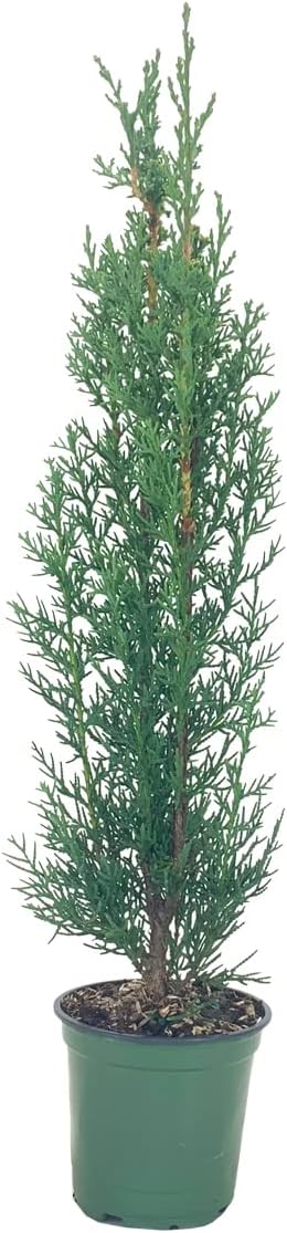 Italian Cypress Tree | 1 Live 4 Inch Pot | Cupressus Sempervirens | Formal Elegant Mediterranean Style Plants