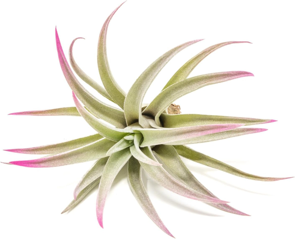 Fuchsia Colorful Tillandsia Air Plants - Long Lasting Color Enhanced Live Tillandsia Succulent House Plants - Home and Garden Decor - Easy Care Indoor/Outdoor Plants (Harrisii, Single)