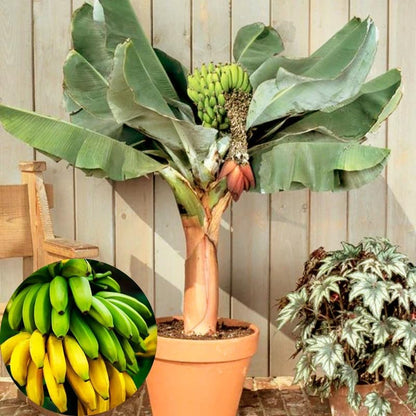 Dwarf Cavendish Banana Plant Live, 4-6" Tall Well-Rooted for Indoor Tropical Displays, Cold Hardy Banana Fruit Tree