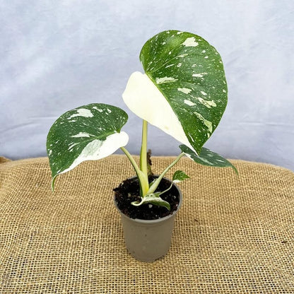 Mix Monstera Plant, Rare Tropical Monstera Well Rooted, Philodendron Indoor Houseplant 4-8 Inches Ready to Plant (Variegated White Monstera)