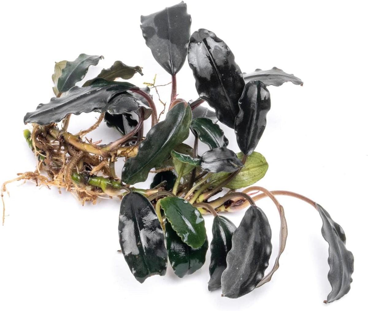 SubstrateSource Bucephalandra Deep Purple Live Aquarium Plant - Natural Freshwater Fish Tank Decorations and Aquatic Decor (Plant (10-15 Leaves))