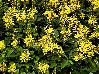 Carolina Jasmine | 3 Live Plants | Gelsemium Sempervirens | Fragrant Yellow Blooms, Evergreen Vine, Low Maintenance, Fast Growing, Climbing, Attracts Pollinators, Garden Trellis