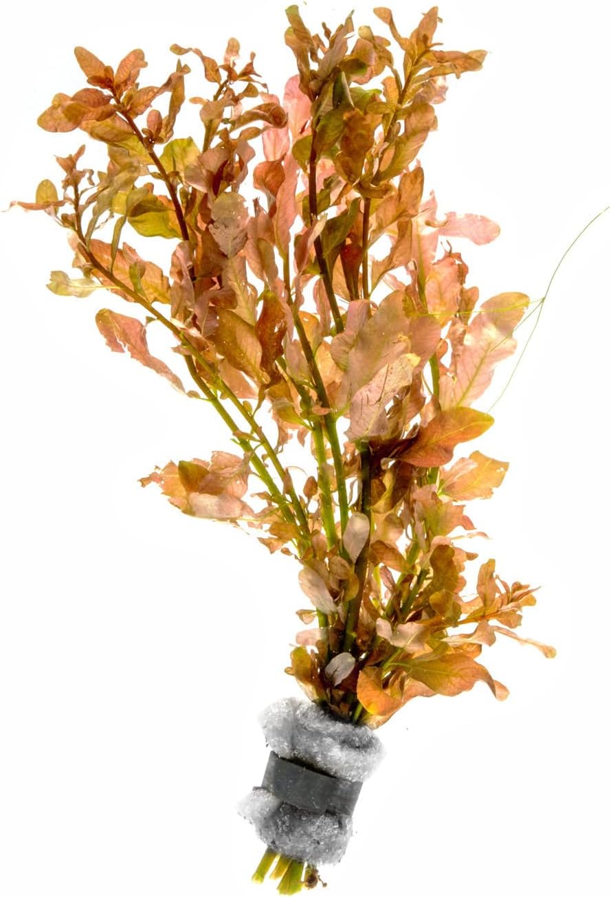 SubstrateSource Live Aquarium Stem Plants - Freshwater Aquatic Plant for Fish Tanks, Aquascaping - (Needle Leaf Ludwigia Arcuata, 1 Bunch)