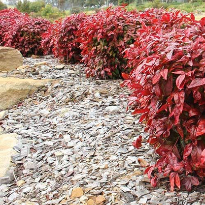 Nandina Gulf Stream - Nandina domestica. Compact Heavenly Bamboo | Year-Round Color | Low Maintenance Shrub | Drought Tolerant | Live Plant (2 Nandina Gulf Stream Bags)