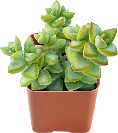 Live Succulent 'Bead Vine', Approx 2-inch Large, Potted Succulents, Fully Rooted, Easy Care House Plants