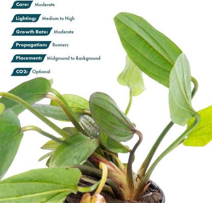 SubstrateSource Live Plants - Echinodorus ‘Horizontalis Variegated’ - Moderate to High Light, Green Variegated Accent, Midground to Background, Freshwater Aquatic Plant - Pot