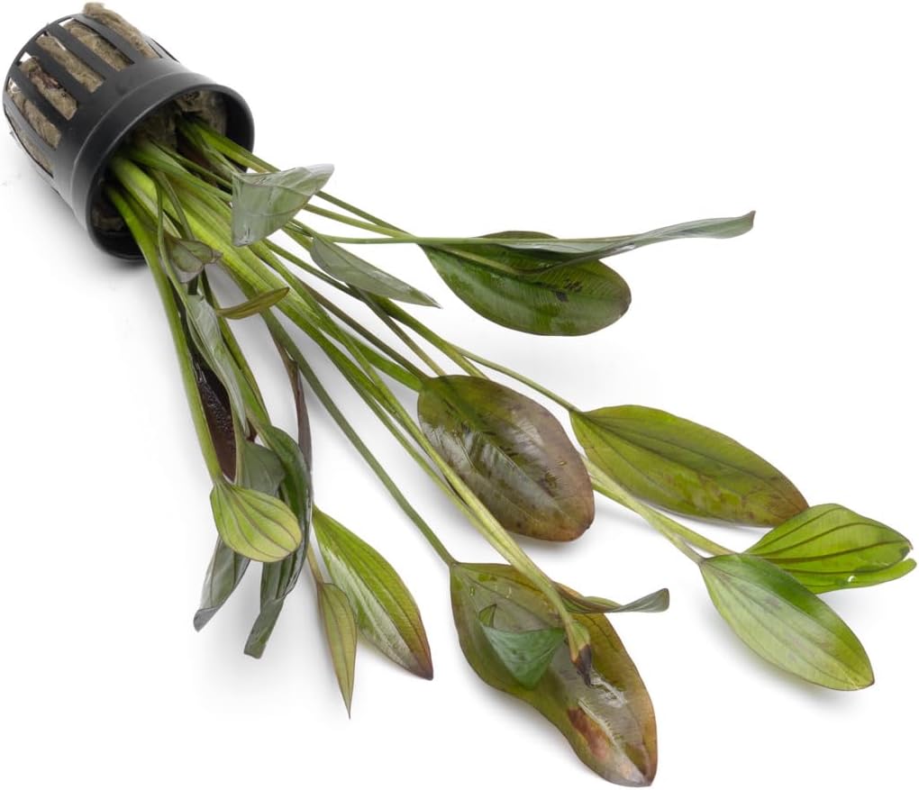 SubstrateSource Echinodorus Ozelot Green Sword Live Plant for Freshwater Aquariums, Natural Fish Tank Decorations, and Aquatic Decor (1 Pot (2-3 Plants))